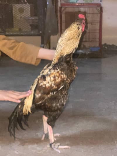 Sawa Male for sale healthy and active