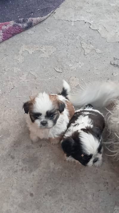 Shitzu Female Pups