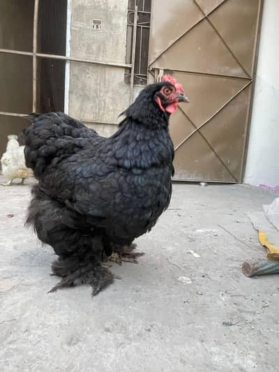 black heavy  buff | black buff | black buff murgi | golden buff