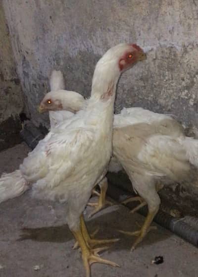 White shamo/Shamu chicks & eggs