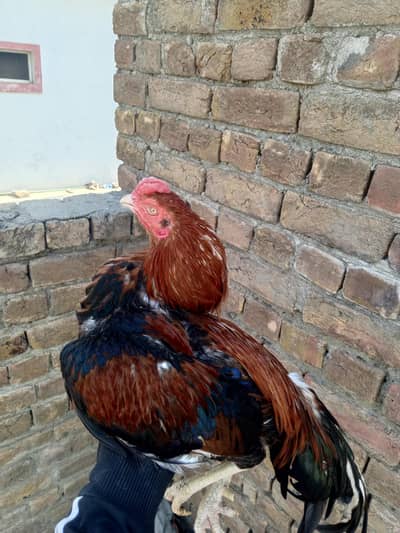 Urgently SellingCheena Bio Data available and Whatsapp only