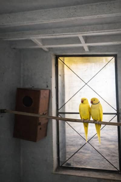 Yellow Parrot Breeder Pair