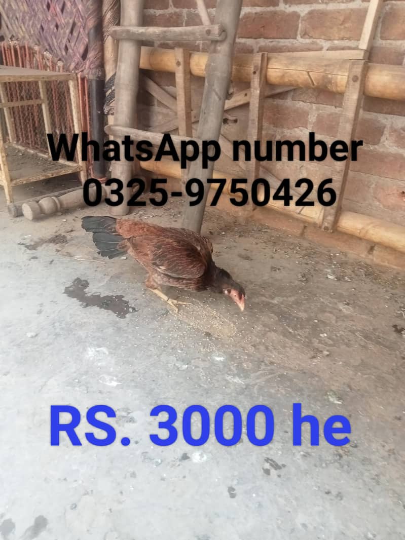 سیل پٹیاں مرغیاں 0