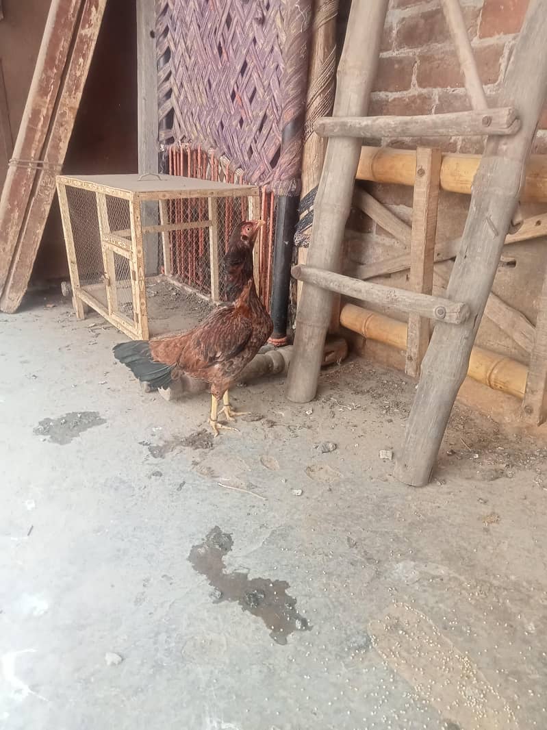 سیل پٹیاں مرغیاں 1