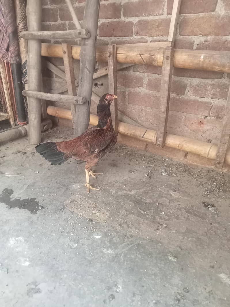 سیل پٹیاں مرغیاں 2