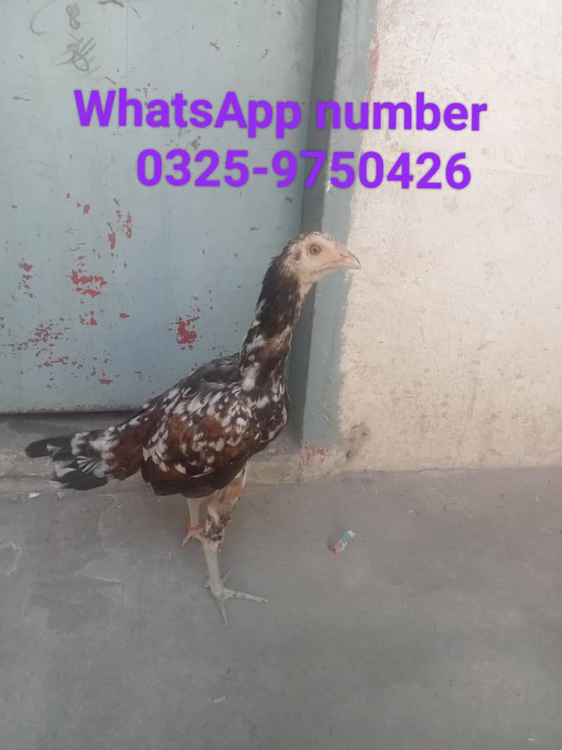 سیل پٹیاں مرغیاں 3