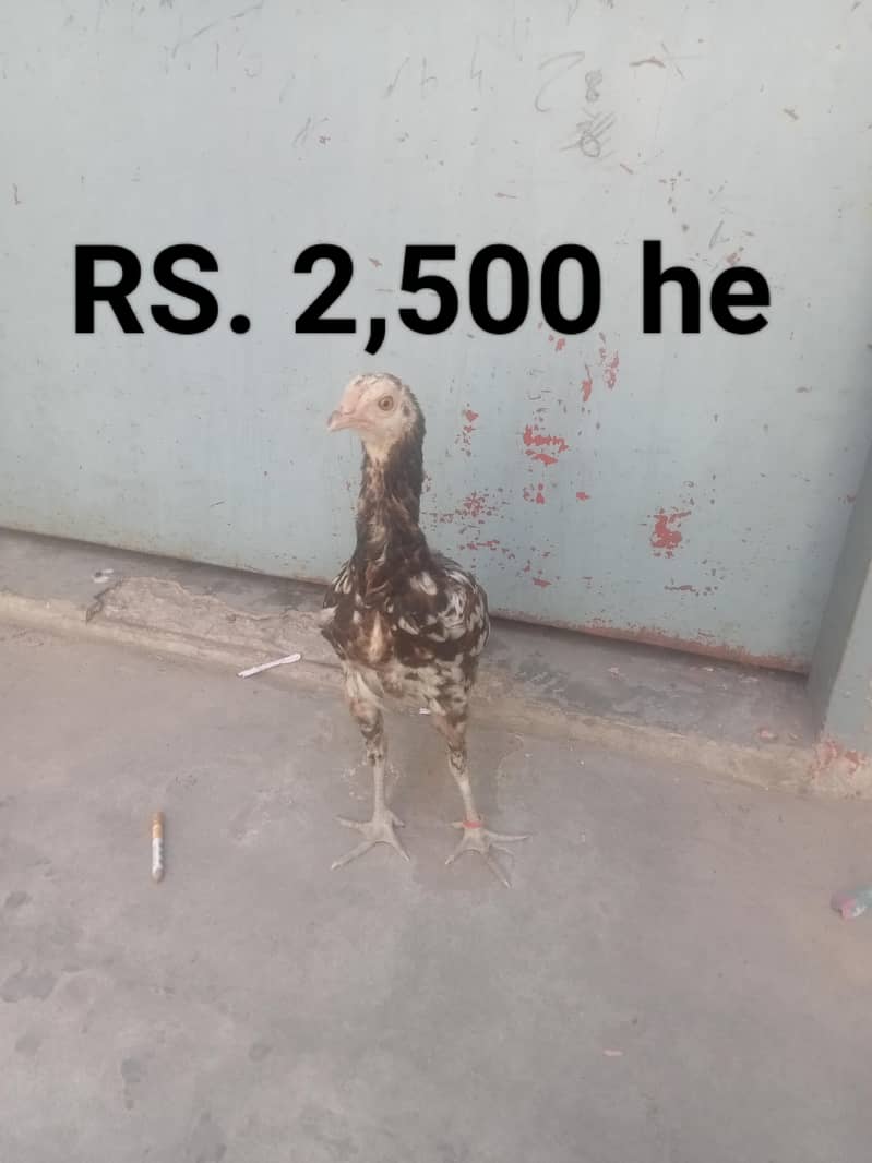 سیل پٹیاں مرغیاں 4