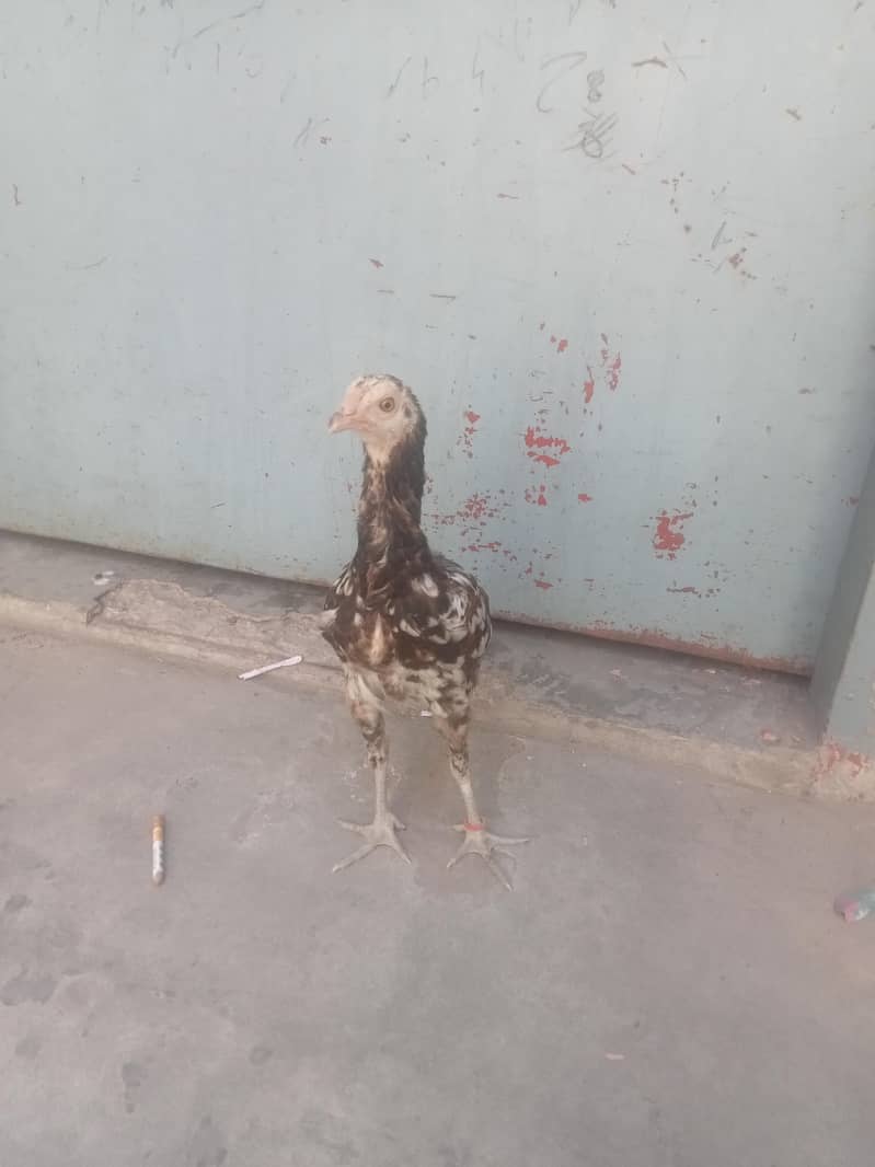 سیل پٹیاں مرغیاں 5