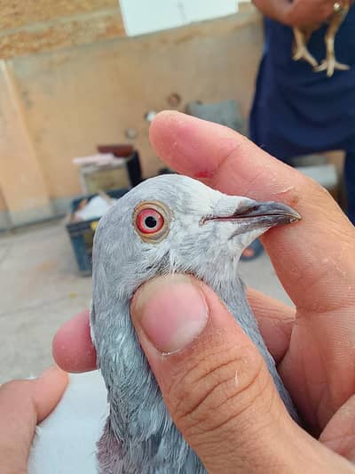 high quality selata male kabuter pigeon salata Kabutar