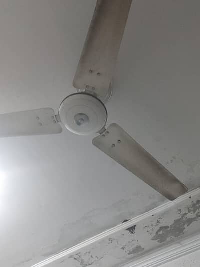 royal fan 10/9 urgent sele