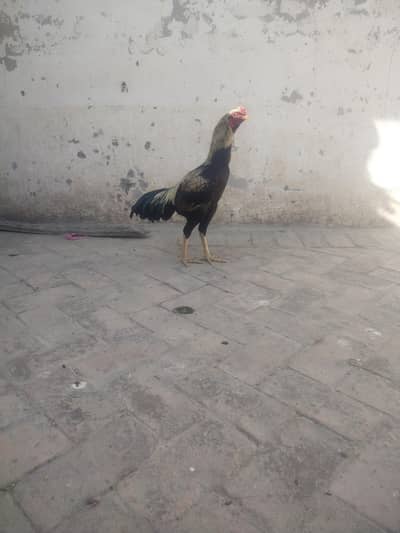 aseel mianwali jawa long hight band gadi