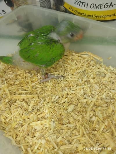 Green Ringneck chicks local breed Karachi