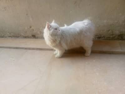 Persian cat 
