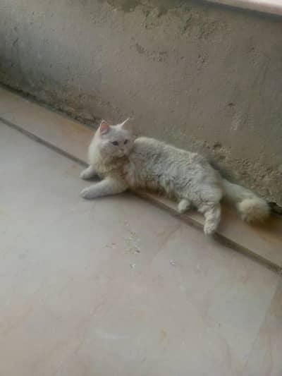 Persian cat