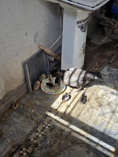 aseel murgi ke bechy for sale