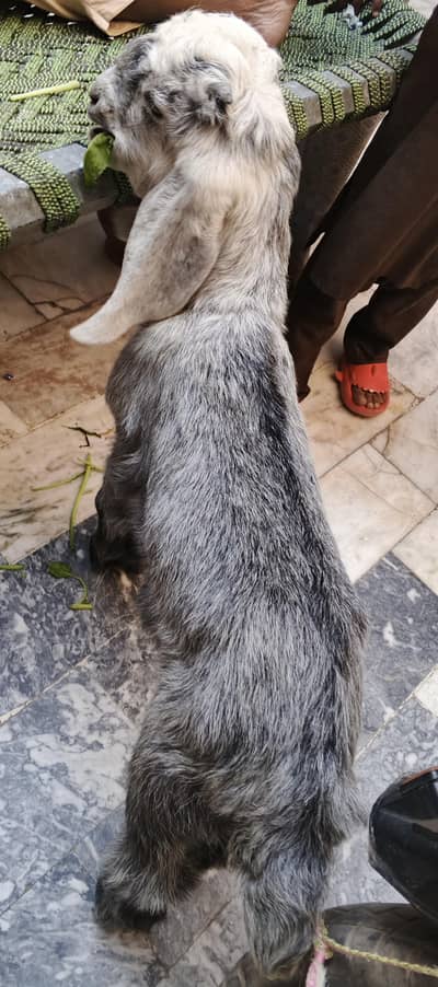 nachi nasal for cell haldi and activ