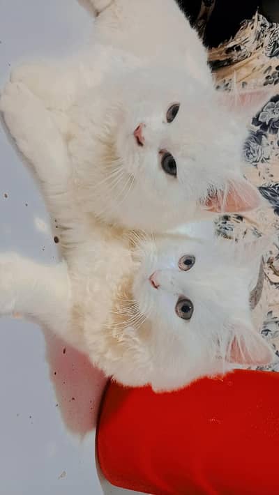 couple persion cats for sale