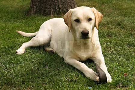 English Labrador