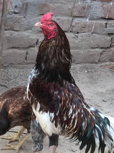 Aseel or desi 2piece hain aseel ka 9k or desi ka 3500 final hai