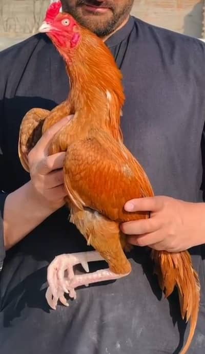 Aseel Mianwali / Mushka Lasai / Aseel /  Eggs lying hens for sale