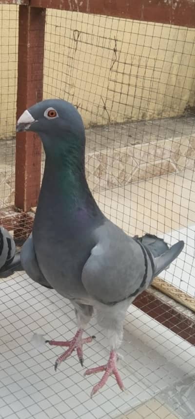 German beauty for sale