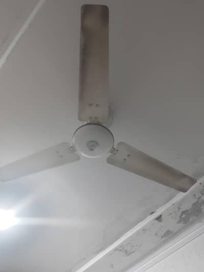 Royel fan urgent sele 10/9 condation