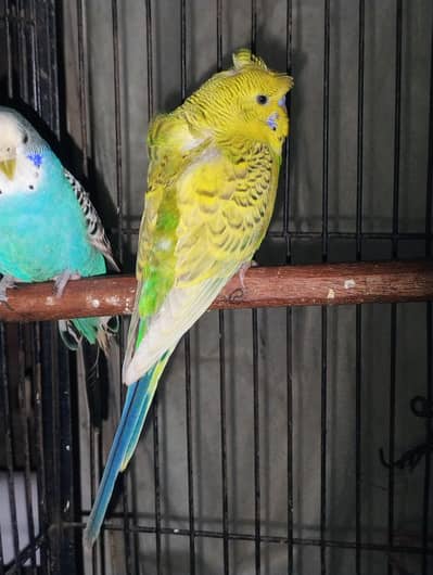 back frill male for sale