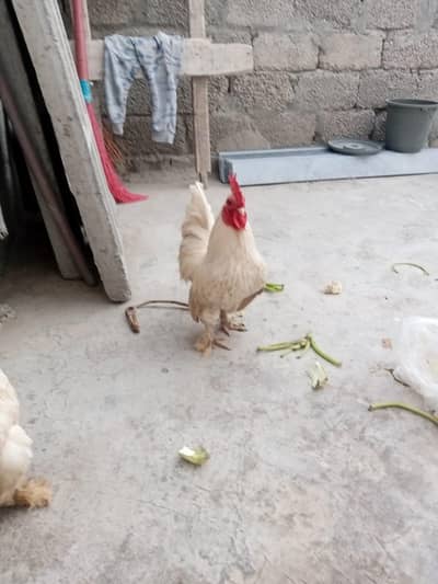 White bantam pair for sale