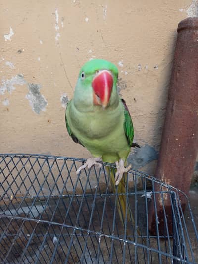 talking Raw parrot female age 2 years hand tamed