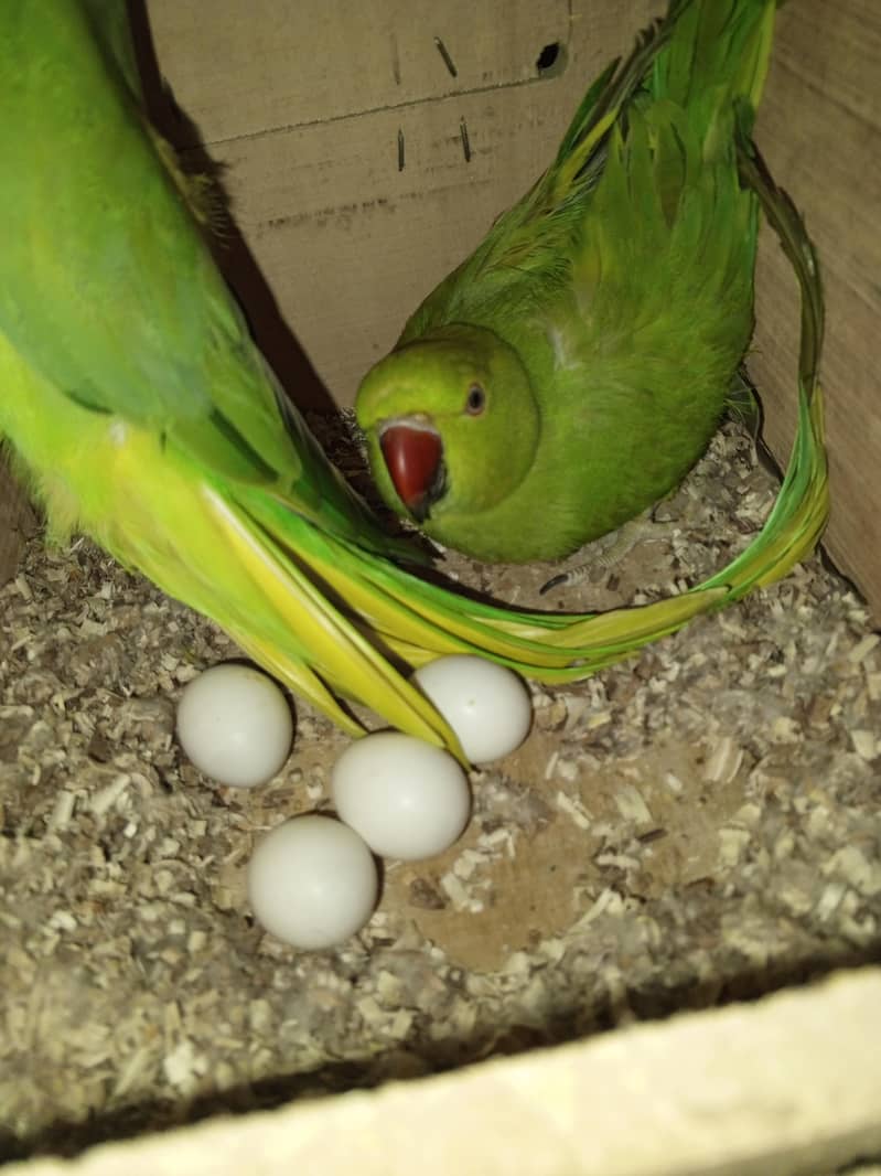 رنگ نیک کا بریڈر جوڑا چار انڈے اتارے ہوئے ہیں تین انڈے فرٹ ٹائل ہیں ہے 0