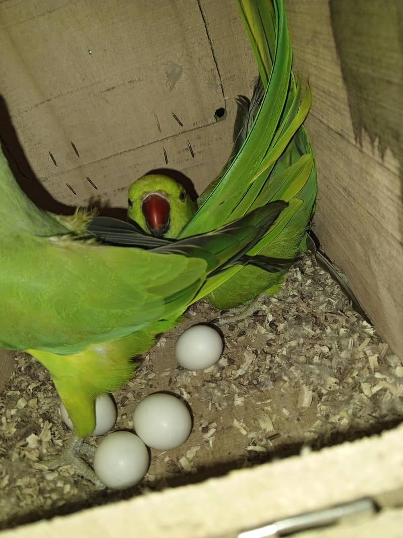 رنگ نیک کا بریڈر جوڑا چار انڈے اتارے ہوئے ہیں تین انڈے فرٹ ٹائل ہیں ہے 1