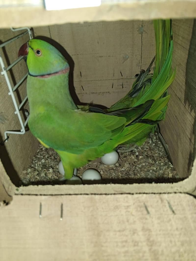 رنگ نیک کا بریڈر جوڑا چار انڈے اتارے ہوئے ہیں تین انڈے فرٹ ٹائل ہیں ہے 2