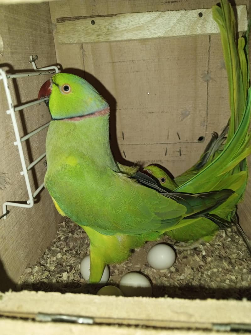 رنگ نیک کا بریڈر جوڑا چار انڈے اتارے ہوئے ہیں تین انڈے فرٹ ٹائل ہیں ہے 3