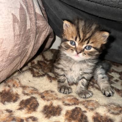 Black and brown persian cats