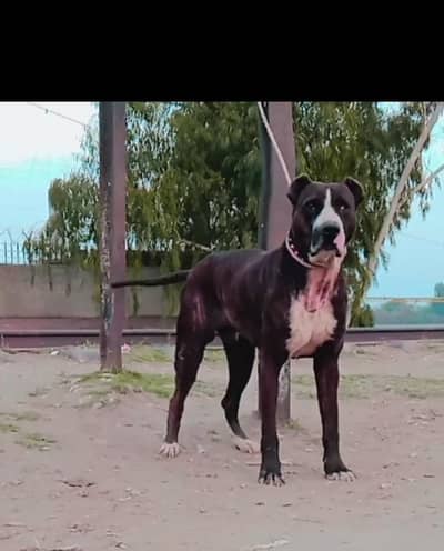 bully Golden mail for sale