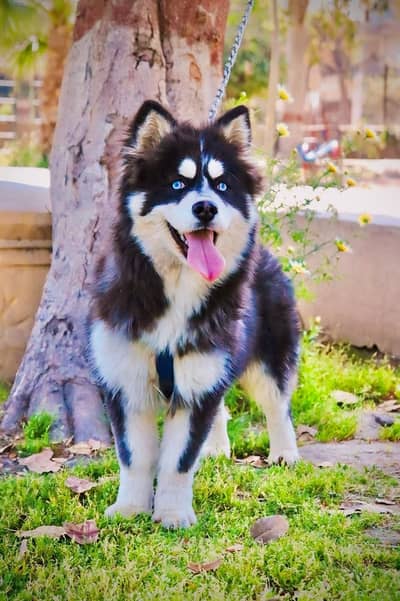 Huskey blue eyes female