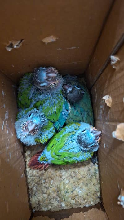 yellow sided conure high red