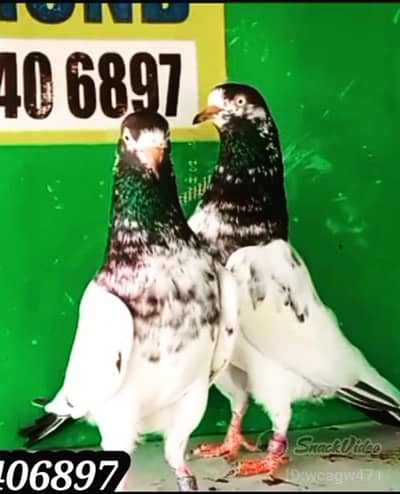 ch waly Taddy original 41 No