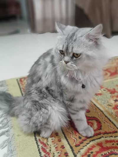 AOA Persian male punch face for sale