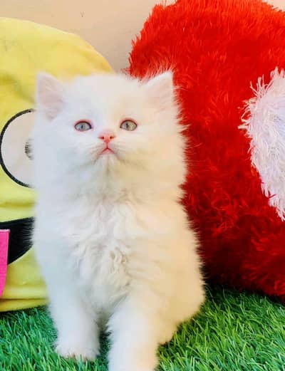 Persian cat female 0319===7676===623my WhatsApp