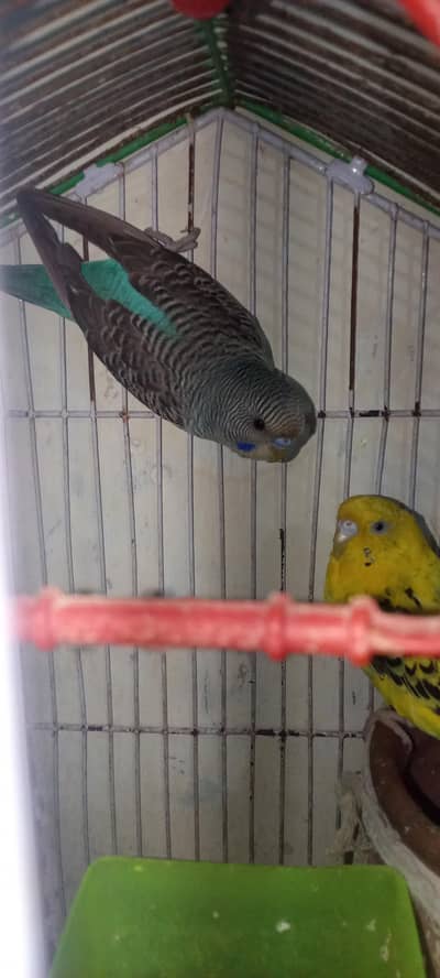 Australian breeder pair for sale