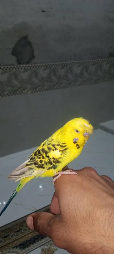 Australian breeder pair for sale