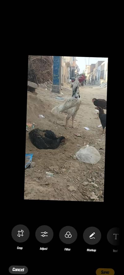 aseel//shamo//cross//patha