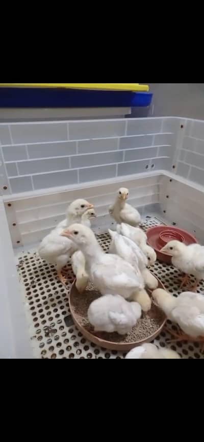 GERMAN O SHAMO HEERA ASEEL CHICKS AVAILABLE FOR SALE