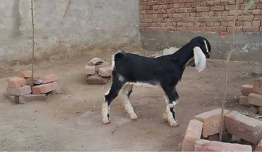 i Nochi Bakry jori 55000