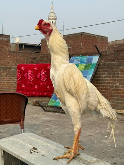 1 white shamo paire 1 black shamo pair & 1 blue shamo female for sale