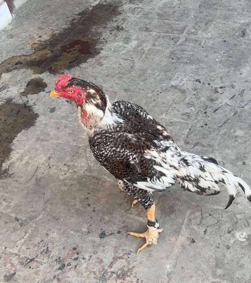 full active breeder 0