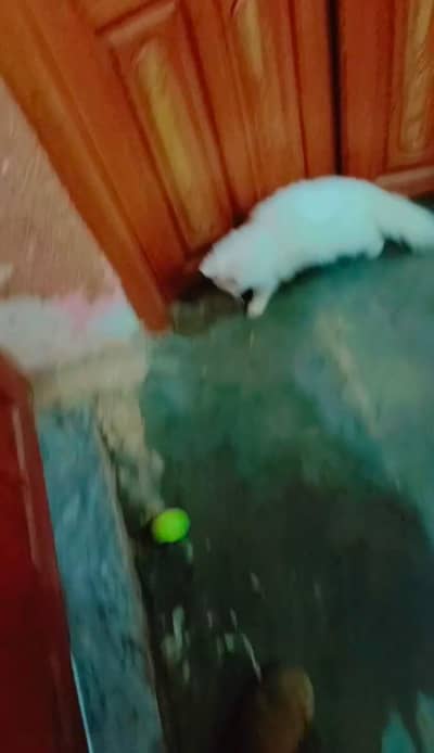 female he pure white persian