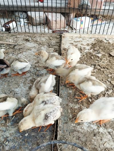 Aseel heera Chicks | Aseel hen | male | Female | For sale