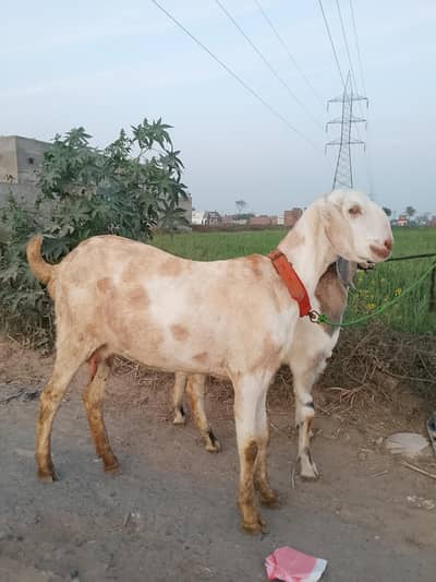 goat for sale sat male bacha ha 2 dant